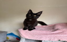 Maine Coon cats for sale: Pedigree GCCF Russian Import line Maine Coons - Image 29