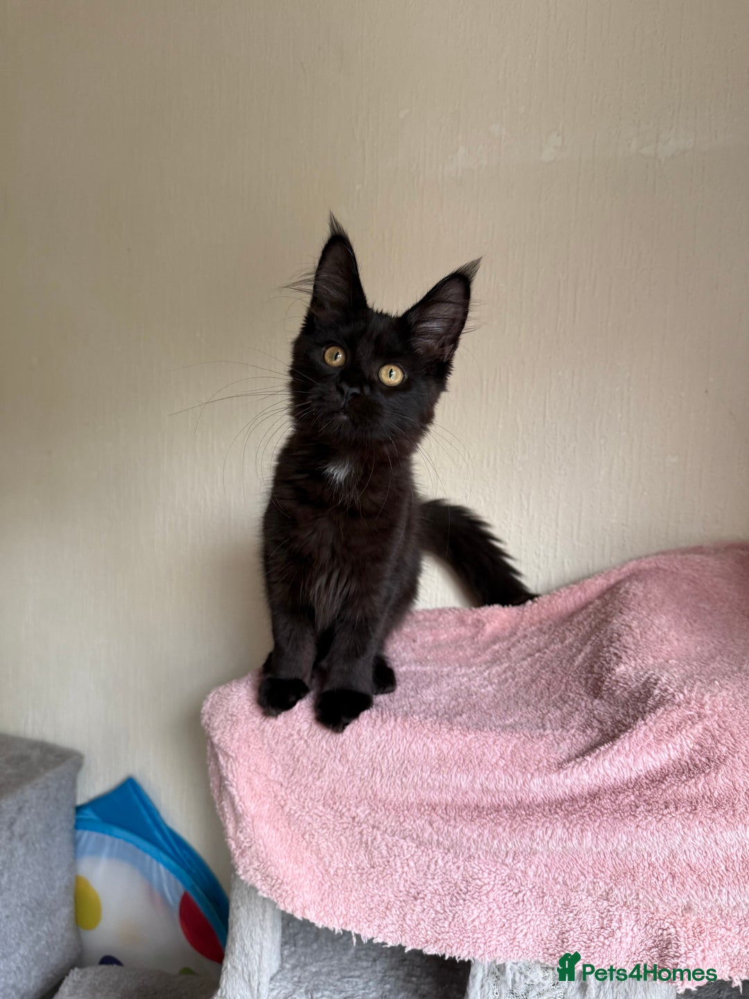 Maine Coon cats for sale: Pedigree GCCF Russian Import line Maine Coons - Image 29