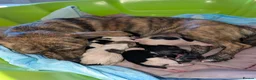 Mixed Breed dogs for sale: Mixed Breed Puppies  in Ashford - Advert 3