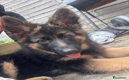German Shepherd dogs for sale: GSD Puppy (F) - Image 1