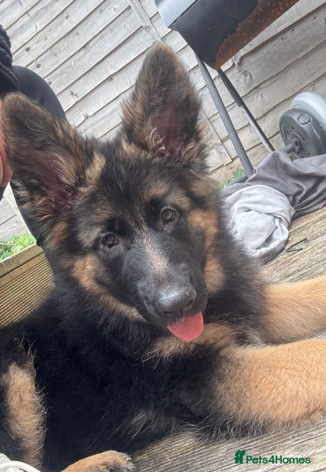 German Shepherd dogs for sale: GSD Puppy (F) - Image 1