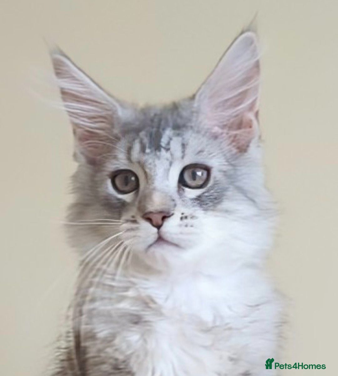 Maine Coon cats Shaded Maine Coon Kittens  - Advert 2