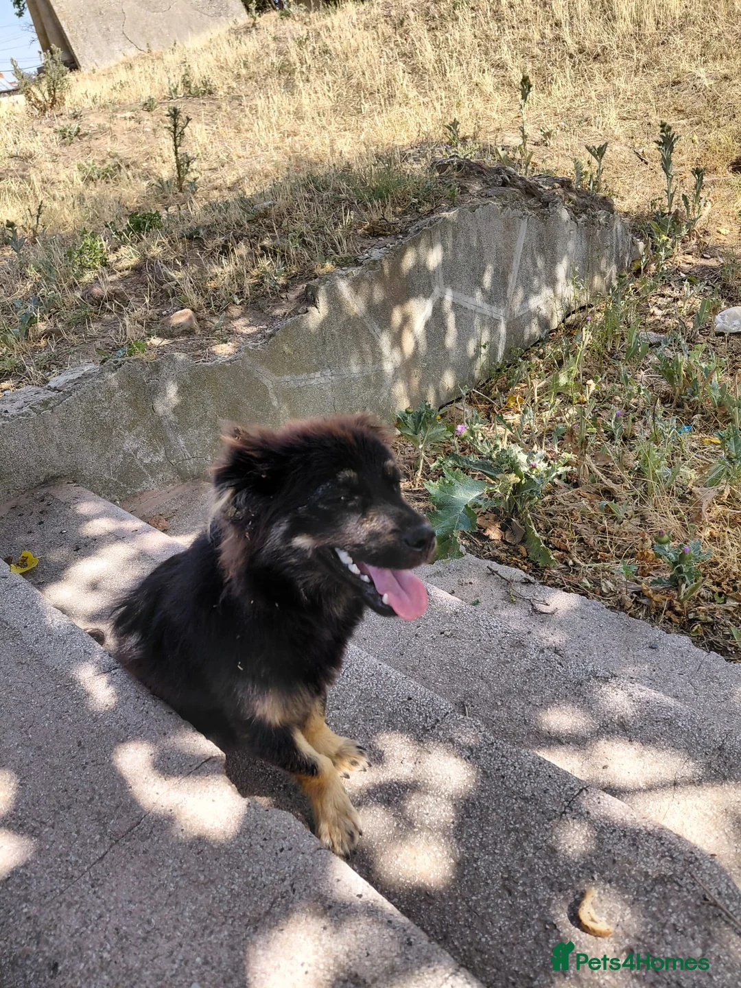 Mixed Breed dogs for adoption: ROBY, a superb puppy boy - for a Loving Home  - Advert 10