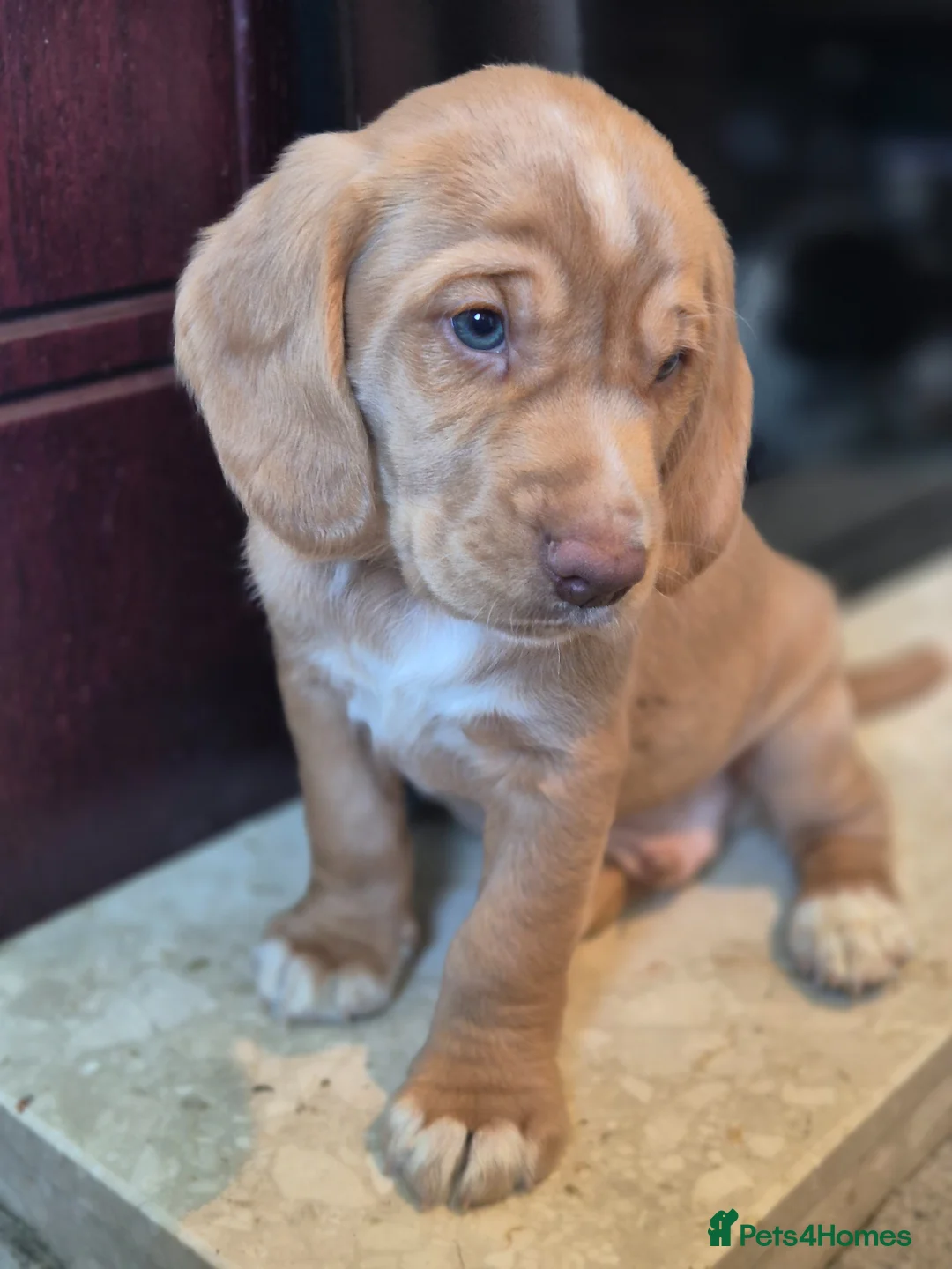 Cockerdor dogs for sale: F1b cockerdors - Advert 1