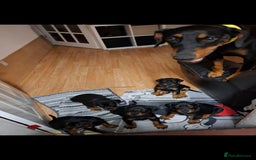 Dobermann dogs for sale: Beautiful Doberman puppies 3 boys 3 girls for sale - Image 8