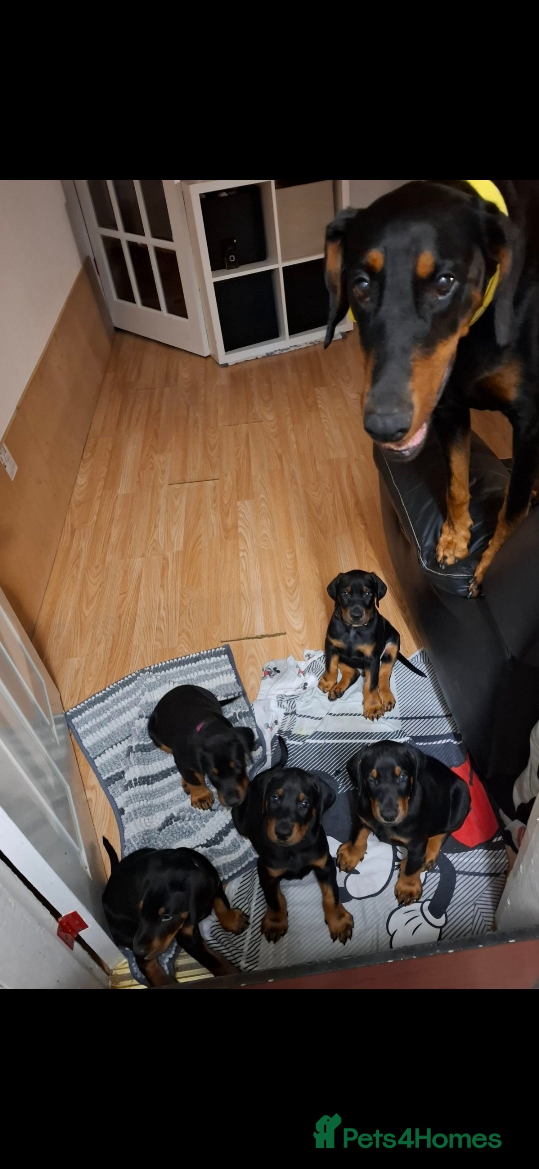 Dobermann dogs for sale: Beautiful Doberman puppies 3 boys 3 girls for sale - Image 8