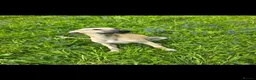 Mixed Breed dogs for sale: Whippet cross whippet lurcher male - Advert 7