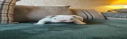 English Bulldog dogs for sale: ⭐️✨ English Bulldogs - KC Registered ⭐️✨ - Advert 12