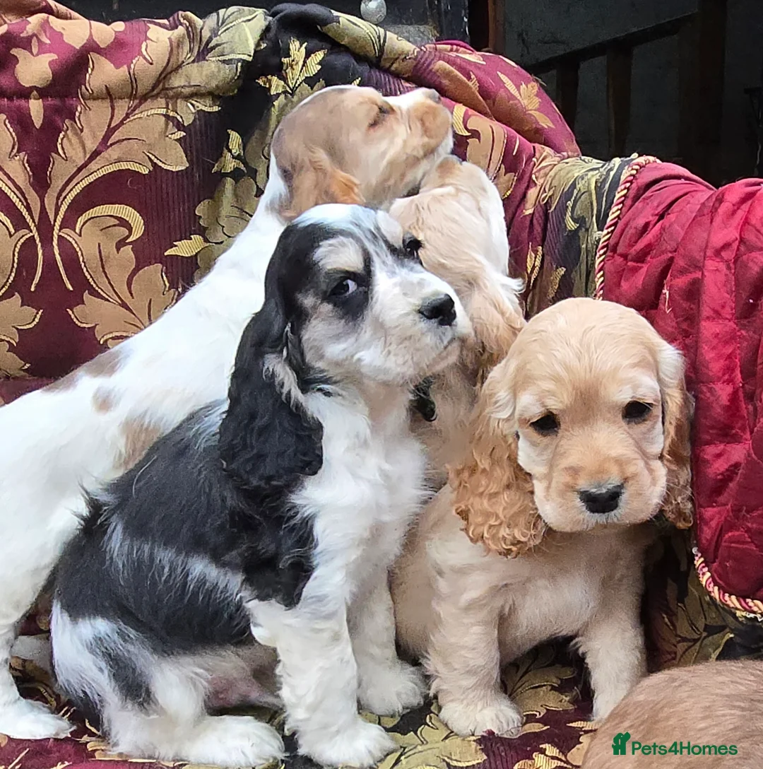 Cocker Spaniel dogs for sale: Stunning litter of cocker spaniel pups ready now. - Advert 13