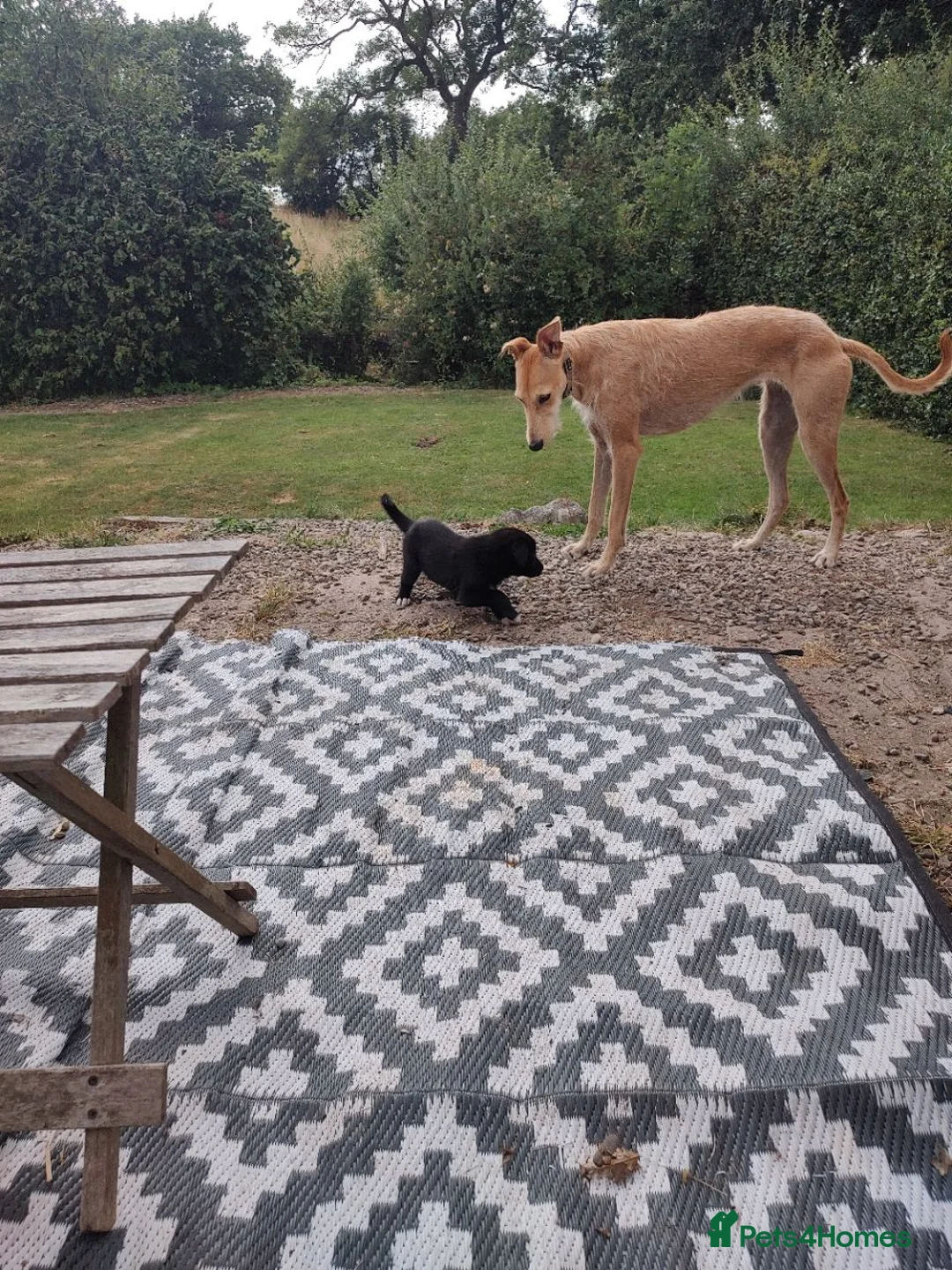 Mixed Breed dogs for sale: German Shepherd - Collie puppies = Shollies - Advert 26