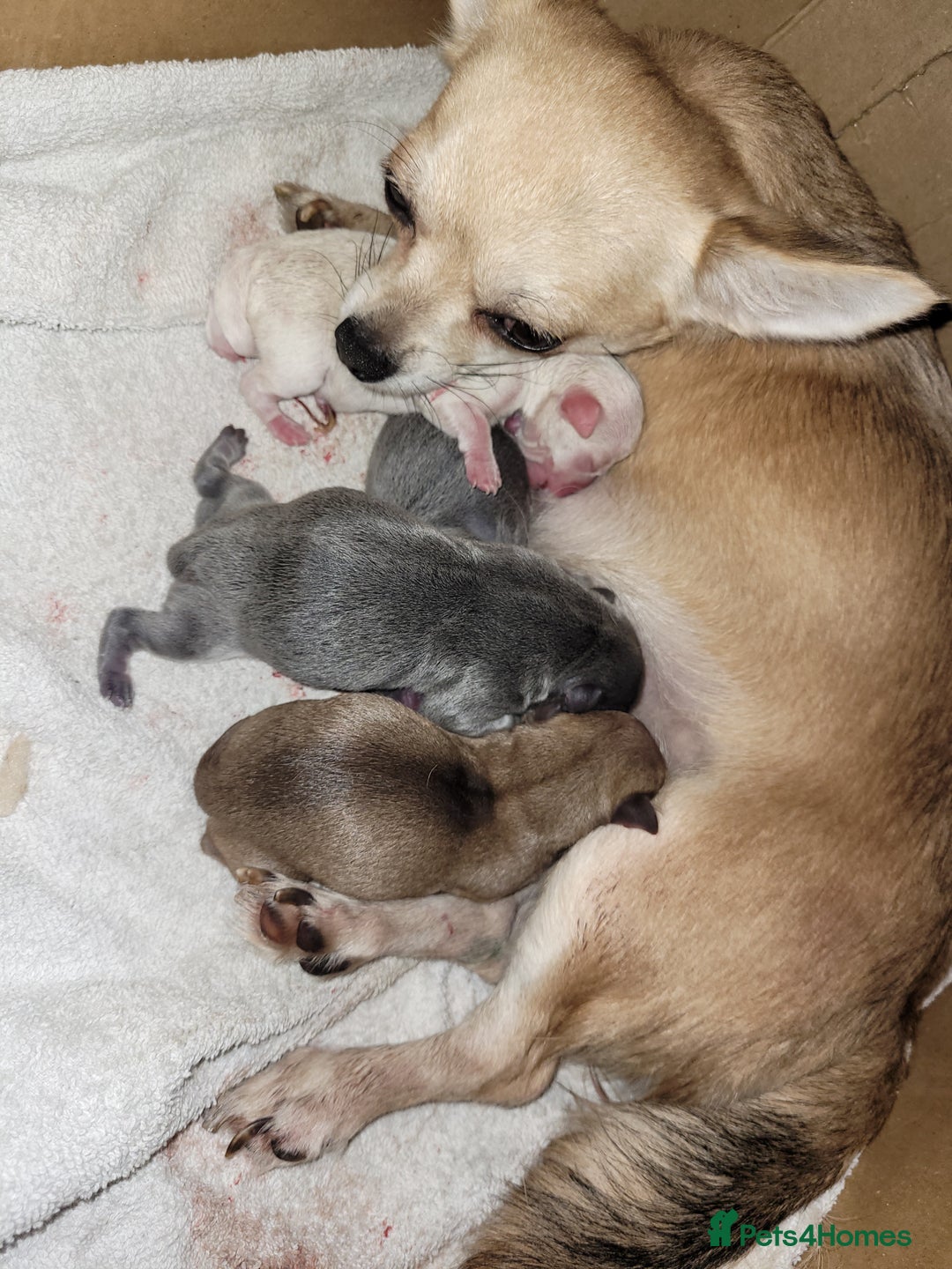 Chihuahua dogs for sale: Chihuahua puppies 2 males and 3 females  - Advert 19