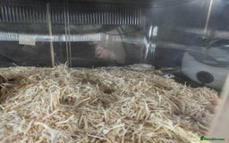 Corn Snake reptiles for sale: Baby Corn Snake - Image 2
