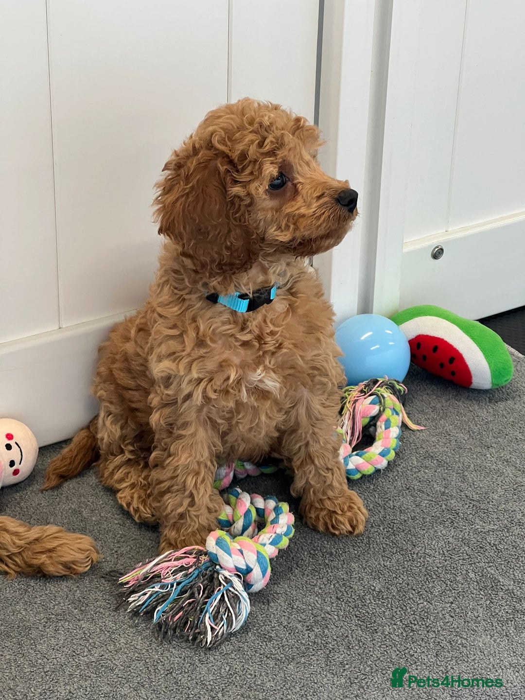 Cockapoo dogs for sale: F2 Cockerpoos Ready for their new homes. - Advert 26