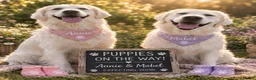 Golden Retriever dogs for sale: Cream Golden Retriever Puppies soon to be born  in Boston - Advert 3
