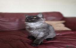 Maine Coon cats for sale: TICA reg black smoke female ready now - Image 2