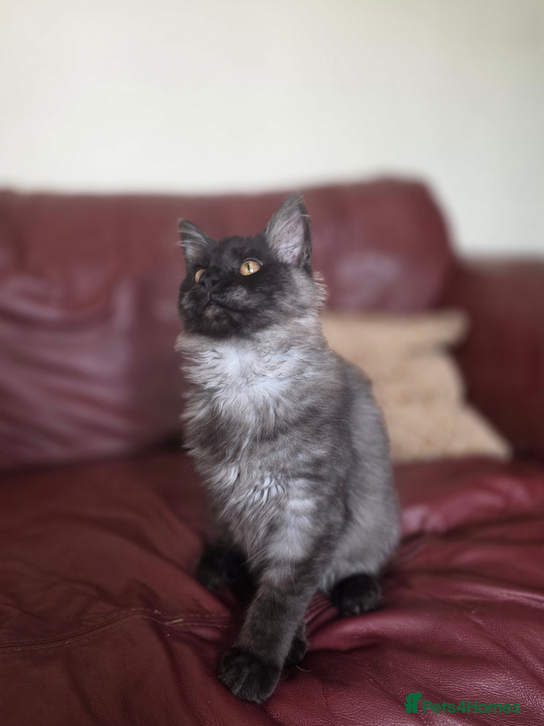 Maine Coon cats for sale: TICA reg black smoke female ready now - Image 2