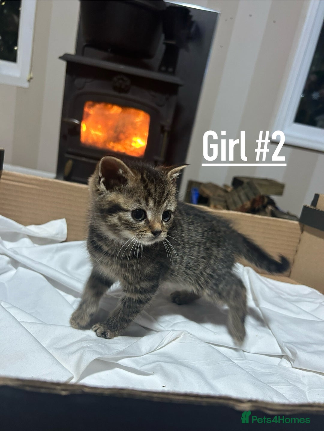 Mixed Breed cats for sale: 6 kittens for sale - Ready 16th December  - Advert 4