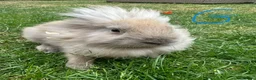Lionhead rabbits for sale: Lionhead Rabbits for sale  - Advert 5