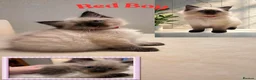 Ragdoll cats for sale: gorgeous ragdolls - Champion Bloodlines - Advert 8
