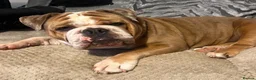 Mixed Breed dogs for sale: Callie. Olde English Bulldog For Sale. in Gloucester - Advert 3
