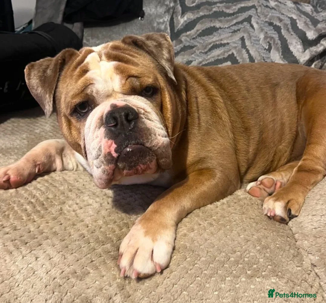 Mixed Breed dogs for sale: Callie. Olde English Bulldog For Sale. in Gloucester - Advert 3