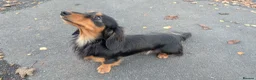Miniature Dachshund dogs for sale: My gorgeous Longhaired Dachshund Oreo!! - Advert 4