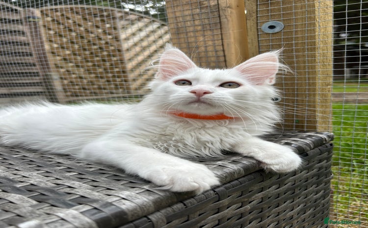 Maine Coon cats - Advert 6