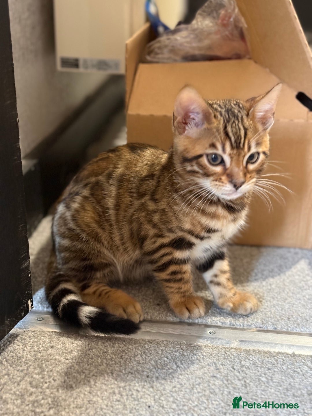 Bengal cats for sale: Pedigree TICA registered Bengal Kittens - Advert 7