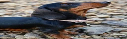 Miniature Dachshund dogs for sale: 2 x female mini dachshunds for sale in Glasgow - Advert 6