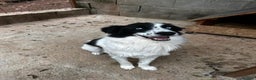 Mixed Breed dogs for adoption: Azur is looking for a family! - Advert 2