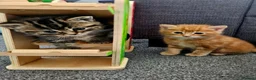 Mixed Breed cats for sale: Three beautiful kittens for sale - Advert 5