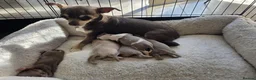 Chihuahua dogs for sale: Beautiful Chihuahua Puppies Lookin for 4ever Homes - Advert 1