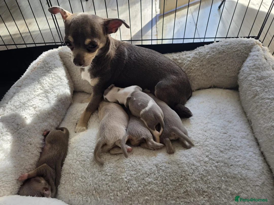 Chihuahua dogs for sale: Beautiful Chihuahua Puppies Lookin for 4ever Homes - Advert 1