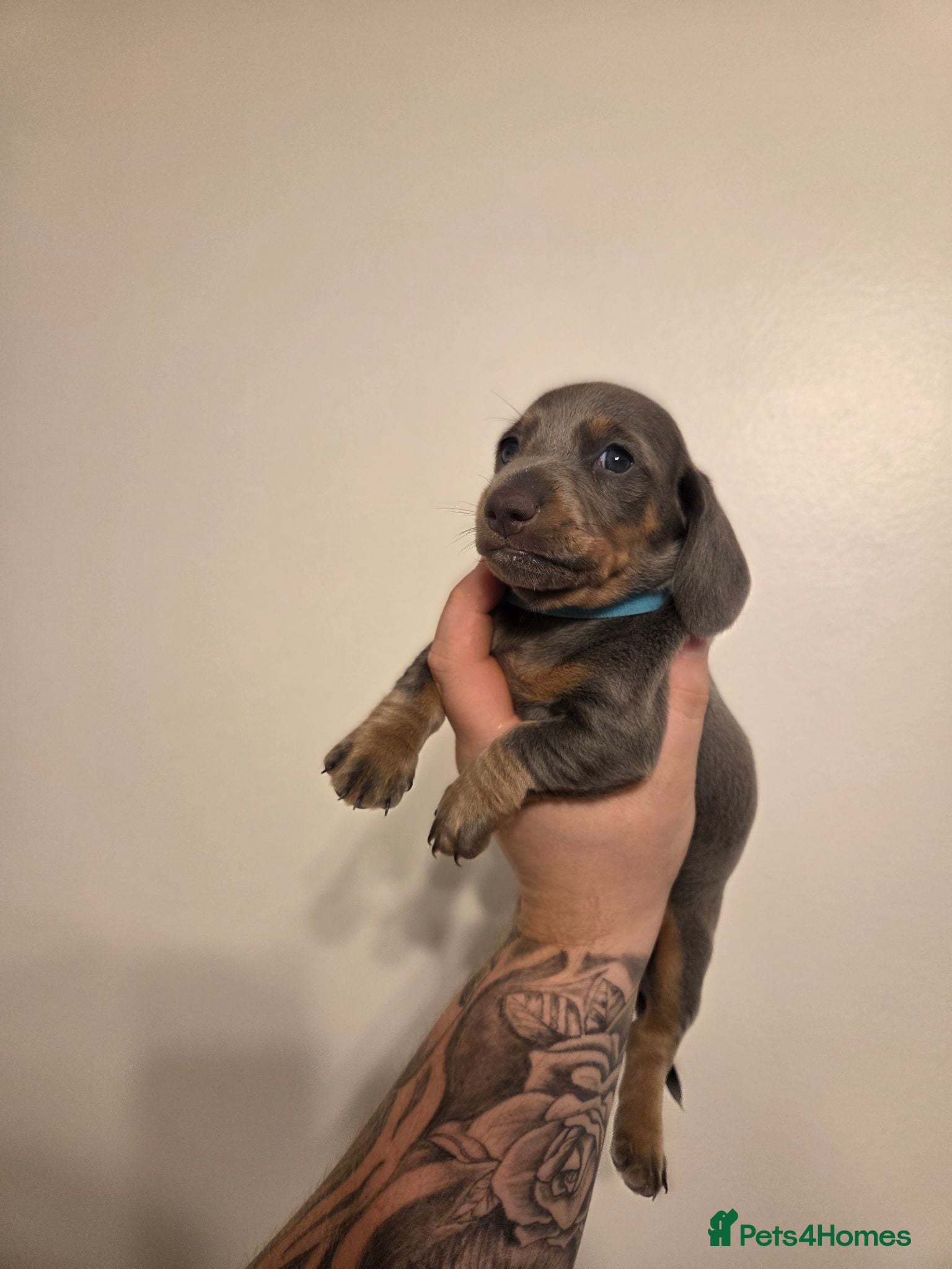 Miniature Dachshund dogs Miniature dachshund puppy 'male only' - Advert 2
