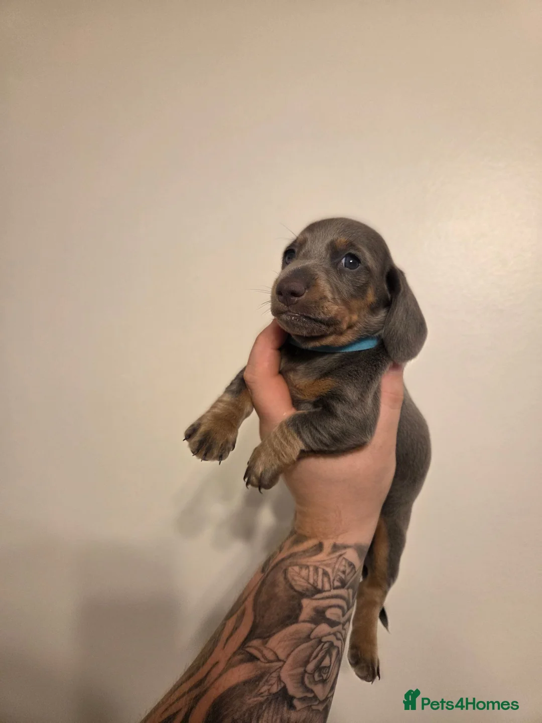 Miniature Dachshund dogs for sale: Miniature dachshund puppy 'male only' - Advert 1