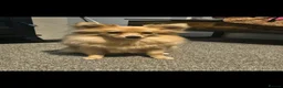 Pomapoo dogs for sale: Pomapoo puppies - Advert 1