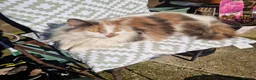 Mixed Breed cats for sale: Cats in desperate need of a new home together - Advert 2