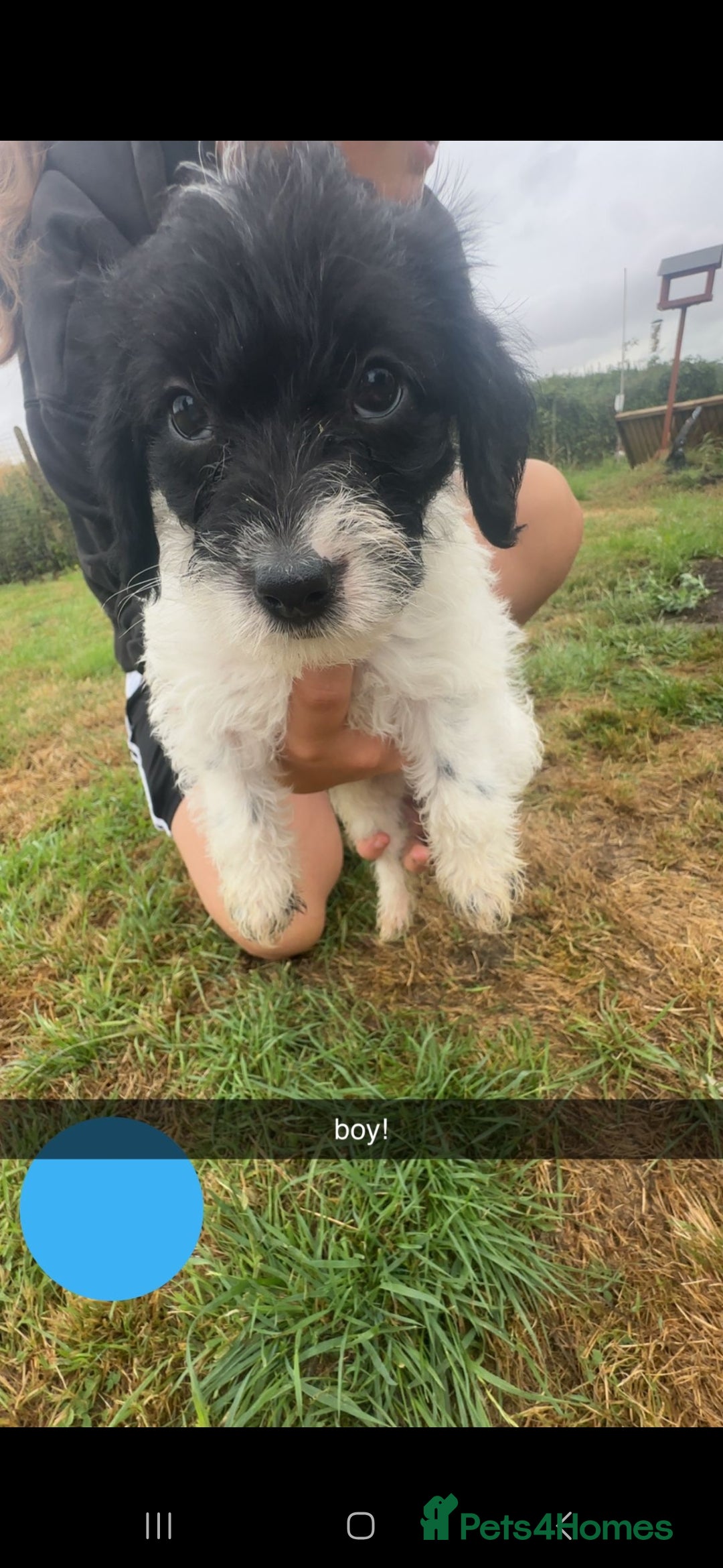 Jackapoo dogs for sale: Jackapoo puppies x7 - Image 1