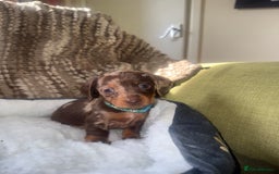 Miniature Dachshund dogs for sale: True miniature smooth coat dachshund puppies  - Image 10