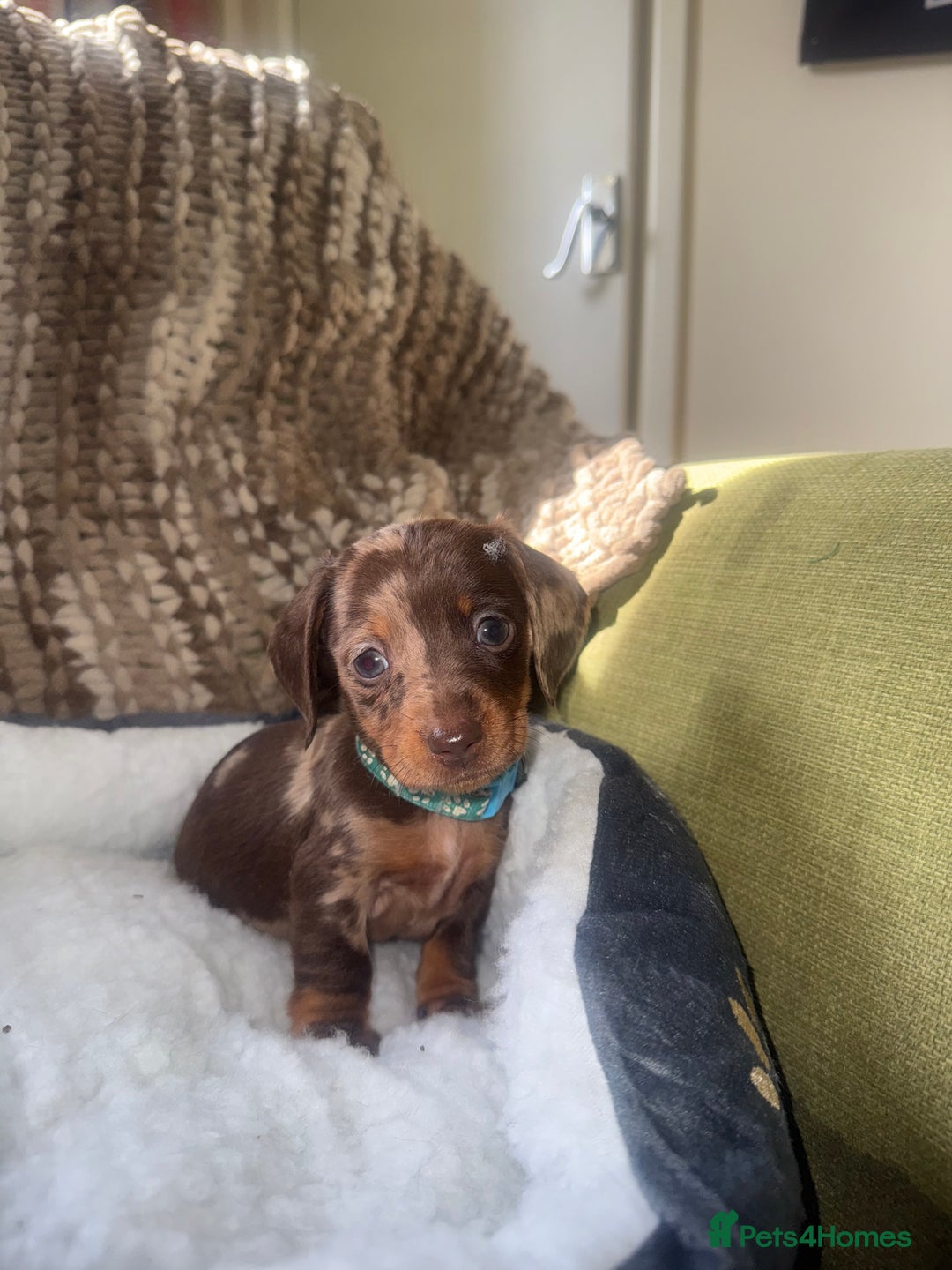 Miniature Dachshund dogs for sale: True miniature smooth coat dachshund puppies  - Image 10