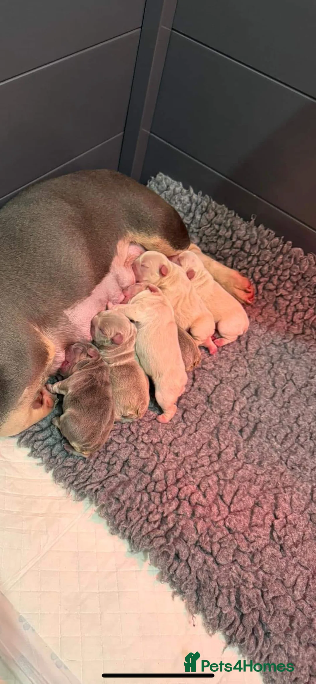 French Bulldog dogs for stud: Lilac and tan carrying cream, testable & fluffy in Motherwell - Advert 6