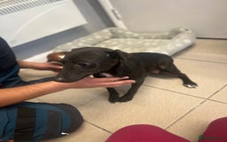 Jack Russell dogs for sale: 2 beautiful pups for sale  - Image 2