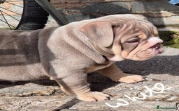 English Bulldog dogs for sale: Final Female English Bulldog available - Image 9