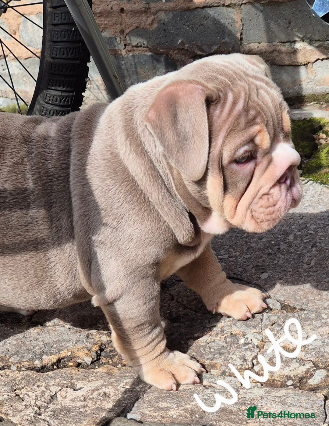 English Bulldog dogs for sale: Final Female English Bulldog available - Image 9