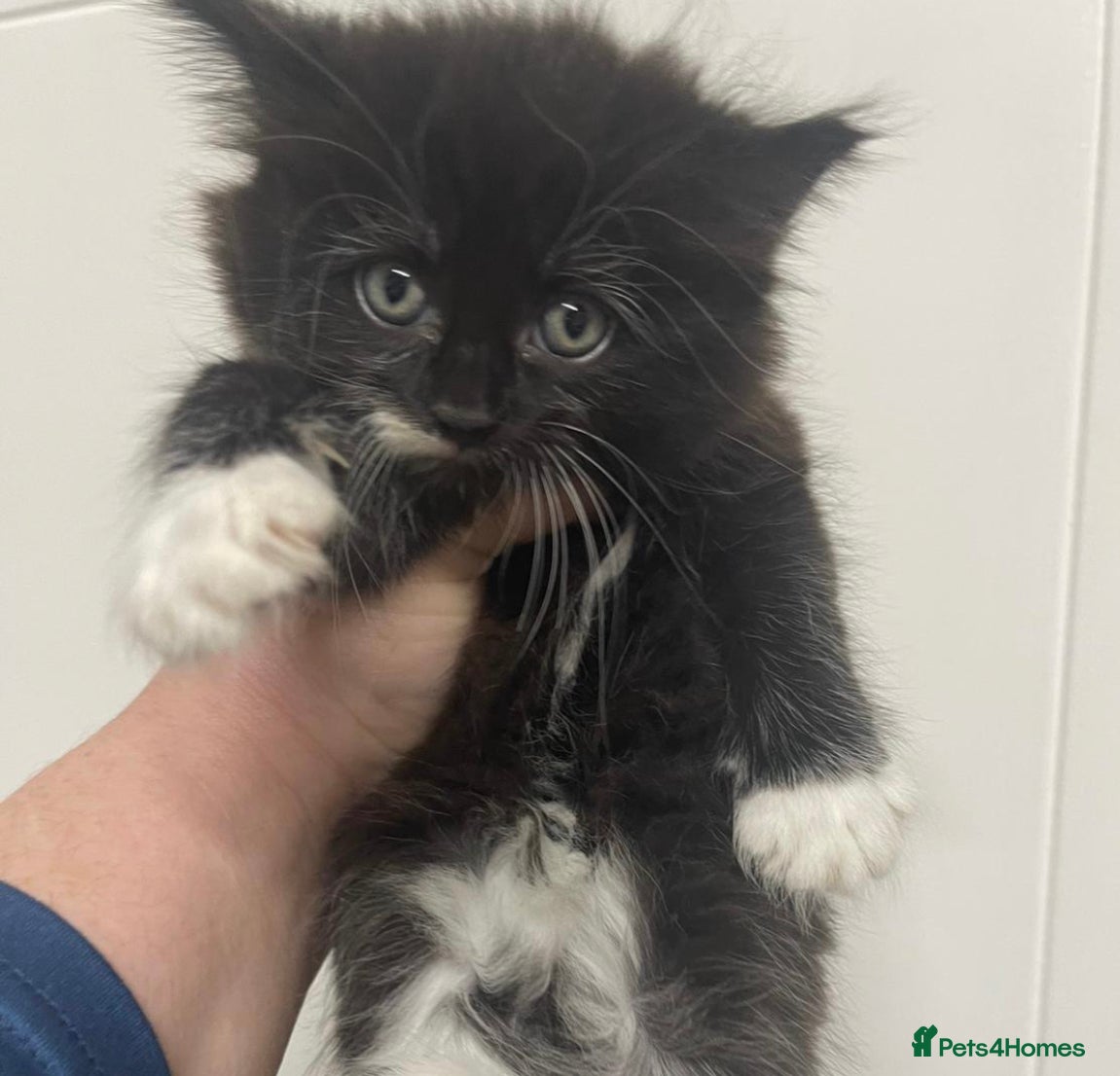 Mixed Breed cats Playful kittens  - Advert 1