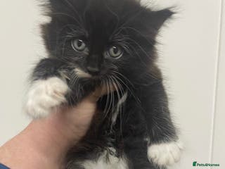 Mixed Breed cats Playful kittens - Advert 1