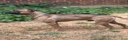 American Bull Staffy dogs for stud: Athletic American staff  - Advert 3