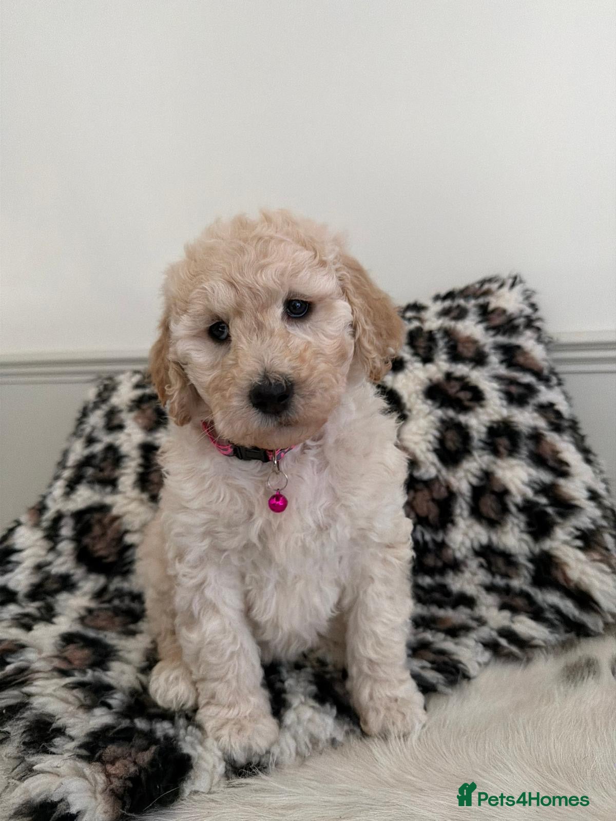 Labradoodle dogs Adorable Standard Labradoodle Puppies - Advert 2