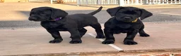 Labrador Retriever dogs for sale: KC Reg, Health Tested Girls - Advert 7