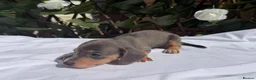 Miniature Dachshund dogs for sale: BEAUTIFUL TINY MINIATURE DASCHUNDS DAPPLE KC  - Advert 8